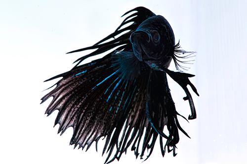 picture of Black Orchid Crowntail Betta Male Lrg                                                                Betta splendens 'Crowntail'