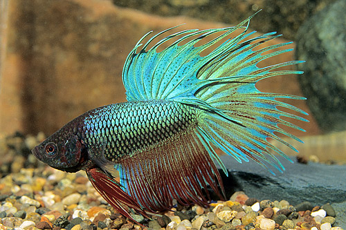 picture of Crowntail Betta Male Lrg                                                                             Betta splendens 'Crowntail'