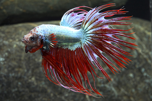 picture of Crowntail Dragonscale Betta Male Lrg 8 oz Cup                                                        Betta splendens