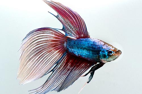 picture of Betta Male Lrg With 8 oz Cup                                                                         Betta splendens