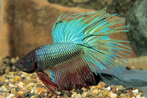 picture of Crowntail Betta Male Lrg With 8 oz Cup                                                               Betta splendens 'Crowntail'