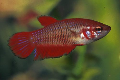 picture of Betta Female Reg With 8 oz Cup                                                                       Betta splendens