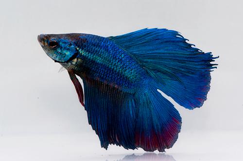 picture of Twintail Halfmoon Betta Male Lrg W/ 8 oz Cup                                                         Betta splendens 'Twintail Halfmoon'