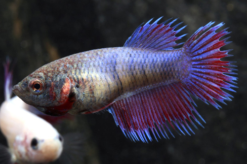 picture of Crowntail Betta Female Reg With 16 oz Cup                                                            Betta splendens 'Crowntail'