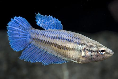 picture of Halfmoon Betta Female Lrg                                                                            Betta splendens 'Halfmoon'