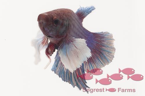picture of Dumbo Delta Betta Female Lrg With 8 oz Cup                                                           Betta splendens