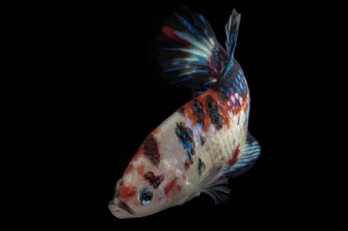 picture of Koi Plakat Betta Male Lrg                                                                            Betta splendens 'Plakat