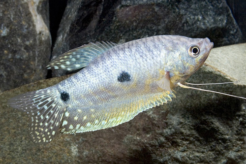 picture of Blue Gourami Med                                                                                     Trichogaster trichopterus