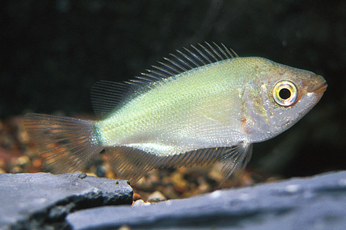 picture of Green Kissing Gourami Med                                                                            Helostoma temminckii