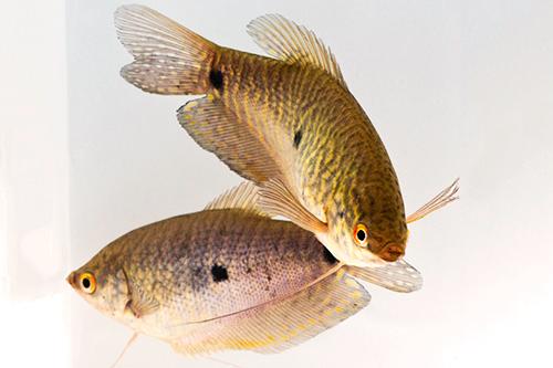 picture of Lavender Gourami Xlg                                                                                 Trichogaster trichopterus