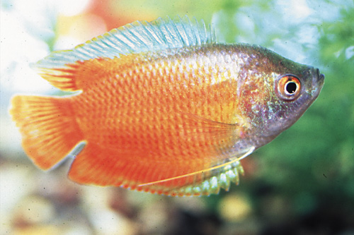 picture of Flame Dwarf Gourami Male Reg                                                                         Colisa lalia 'Red'