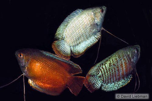 picture of Assorted Fancy Dwarf Gourami Male Sml                                                                Colisa lalia