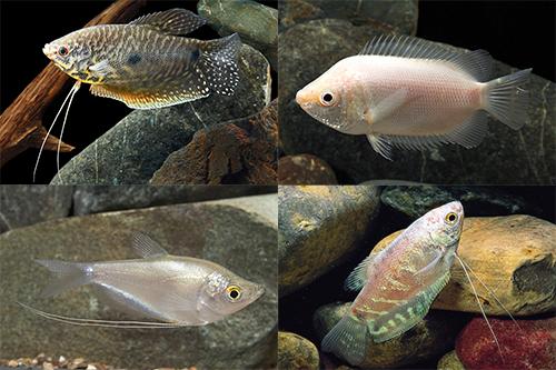 picture of Assorted Gourami Reg                                                                                 Trichogaster trichopterus