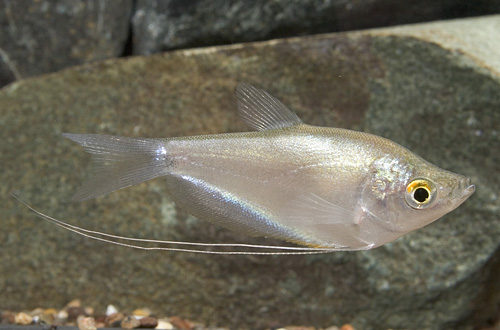 picture of Moonlight Gourami Med                                                                                Trichogaster microlepis