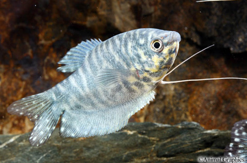 picture of Opaline Gourami Med                                                                                  Trichogaster trichopterus 'Cosby'