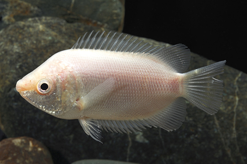 picture of Pink Kissing Gourami Shw                                                                             Helostoma temminckii 'Pink'