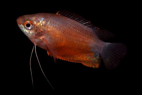 picture of Red Gold Honey Gourami Reg                                                                           Colisa chuna 'Red Gold'