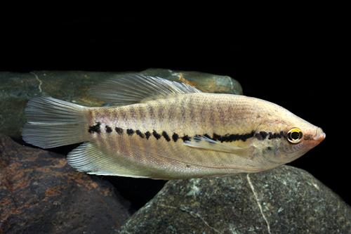 picture of Snakeskin Gourami M/S                                                                                Trichogaster pectoralis