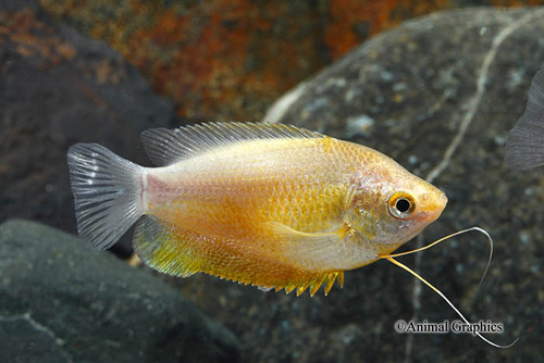 picture of Sunset Thicklip Gourami Med                                                                          Colisa labiosa