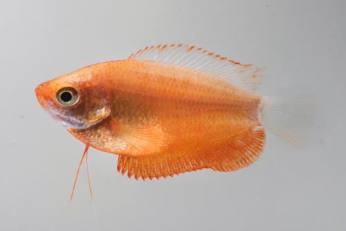 picture of Red Honey Gourami Sml                                                                                Colisa chuna 'Red'