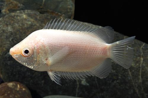 picture of Pink Kissing Gourami Czech Reg                                                                       Helostoma temminckii