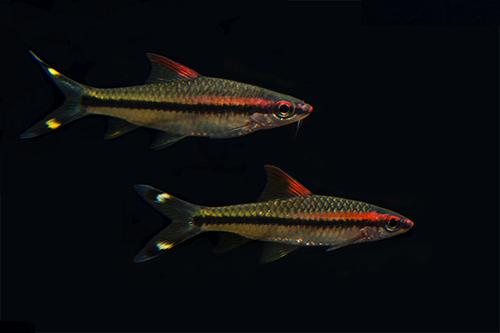 picture of Denisonii Barb / Roseline Shark Lrg                                                                  Sahyadria denisonii