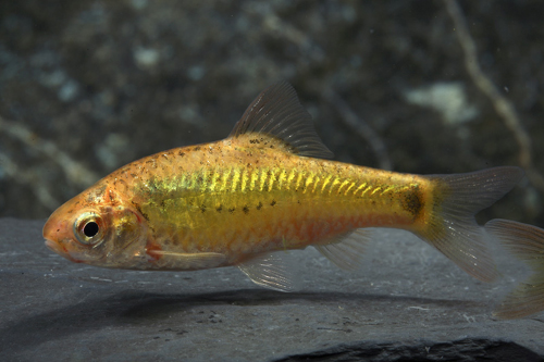 picture of Gold Barb Lrg                                                                                        Puntius semifasciolatus