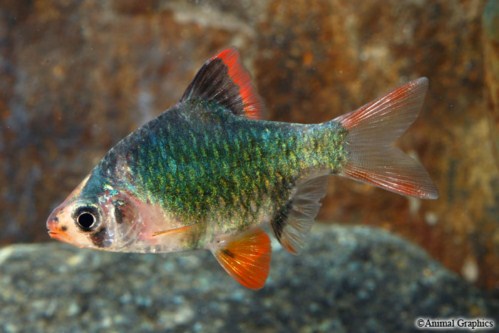 picture of Green Tiger Barb Med                                                                                 Puntius tetrazona 'Green'