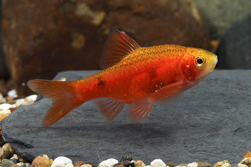 picture of Red Glass Barb Sml                                                                                   Pethia conchonius 'Red Glass'