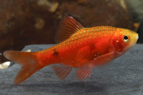 picture of Red Glass Barb Lrg                                                                                   Pethia conchonius 'Red Glass'