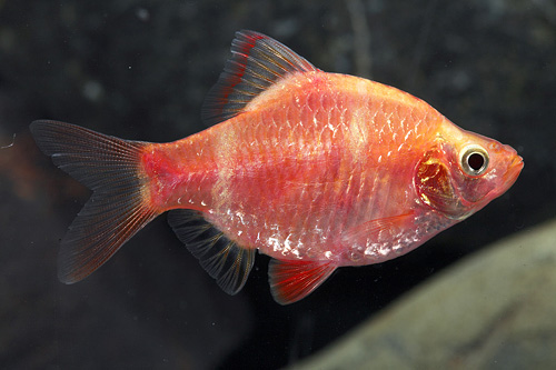 picture of Red Tiger Barb Med                                                                                   Puntius tetrazona 'Red'