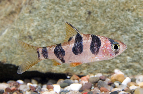 picture of Round-Banded Barb Sml                                                                                Barbus rhomboocellatus