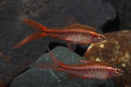 picture of Veiltail Cherry Barb Sml                                                                             Puntius titteya