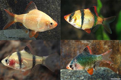 picture of Assorted Tiger Barb Reg                                                                              Puntius tetrazona