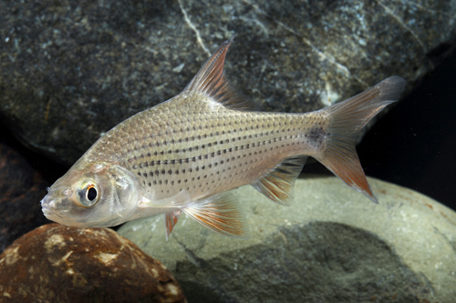 picture of Beardless Barb Med                                                                                   Cyclocheilechthys apogon