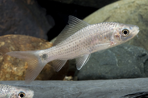 picture of Hasselt's Red Fin Barb Med                                                                           Osteochilus pentalineatus