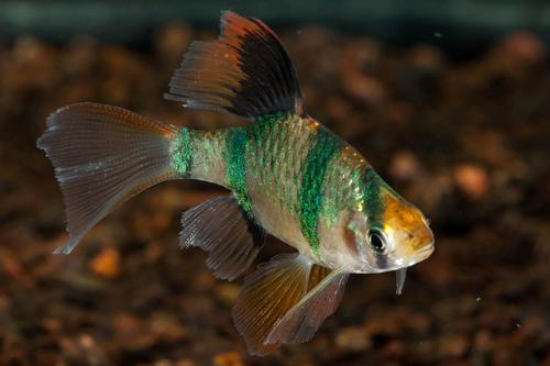 picture of Longfin Tiger Barb Sml                                                                               Puntius tetrazona