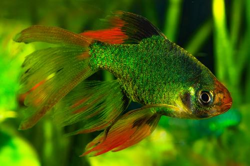 picture of Longfin Green Tiger Barb Reg                                                                         Puntius tetrazona 'Green'
