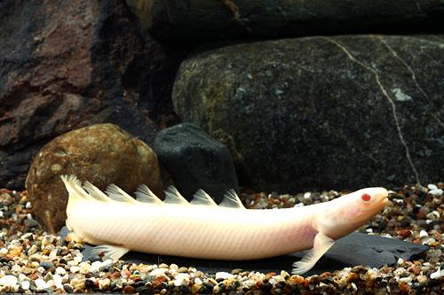 picture of Albino Shortbody Senegalus Polypterus Reg                                                            Polypterus senegalus 'Albino'
