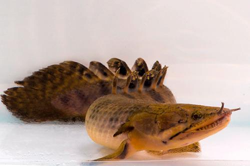 picture of Weeksi Polypterus Xlg                                                                                Polypterus weeksii
