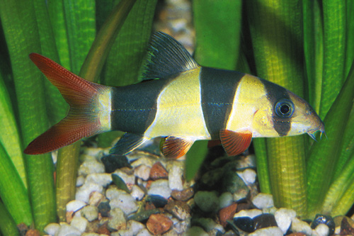 picture of Clown Loach Med                                                                                      Chromobotia macracanthus