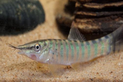 picture of Berdmore's Loach Sml                                                                                 Syncrossus berdmorei