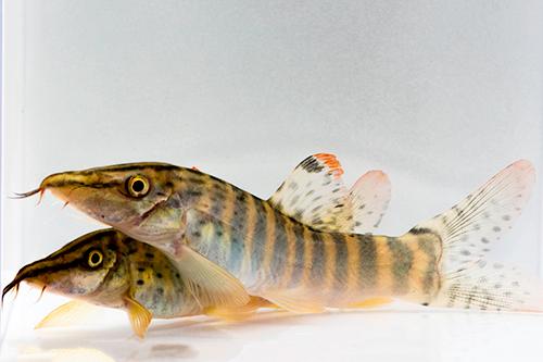 picture of Berdmore's Loach Med                                                                                 Syncrossus berdmorei