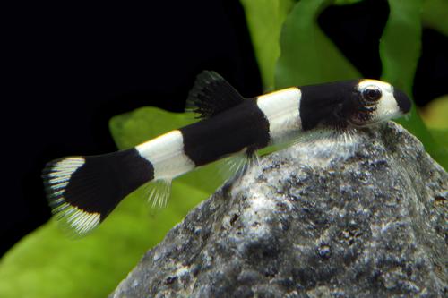 picture of Panda Loach Sml                                                                                      Protomyzon pachychilus