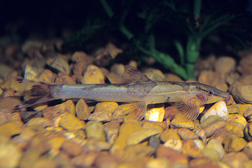 picture of Marbled Lizardfish Reg                                                                               Hemimyzon nanensis