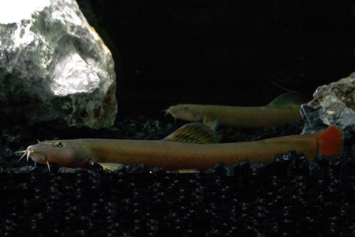 picture of Chinese Stone Loach Lrg                                                                              Paracobitis variegatus