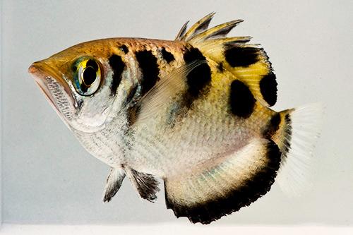 picture of Archer Fish Lrg                                                                                      Toxotes jaculatrix