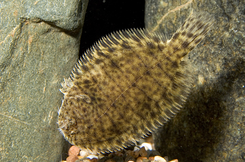 picture of Freshwater Flounder Lrg                                                                              Achirus fasciatus