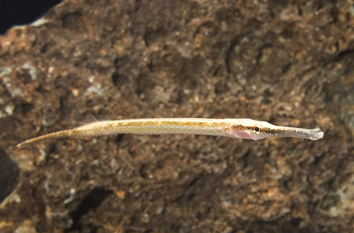 picture of Freshwater Pipefish Reg                                                                              Microphis smithi