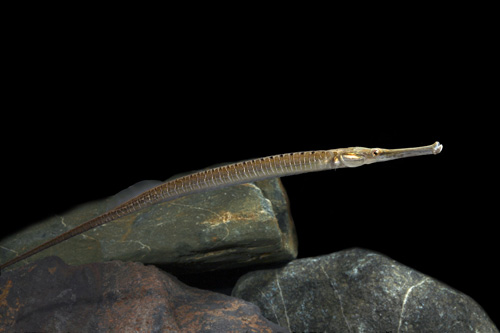 picture of Freshwater Pipefish Lrg                                                                              Microphis smithi